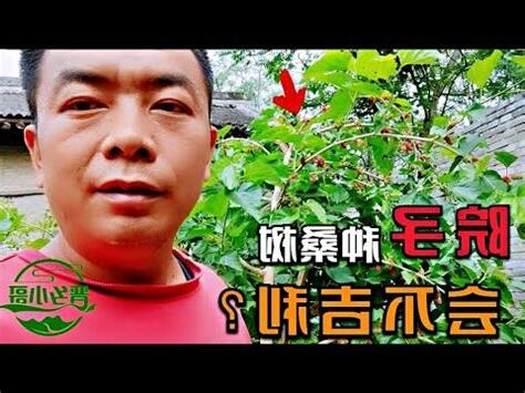 桑樹 風水
